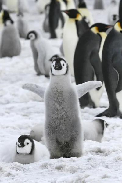 企鹅皇帝 — 图库照片