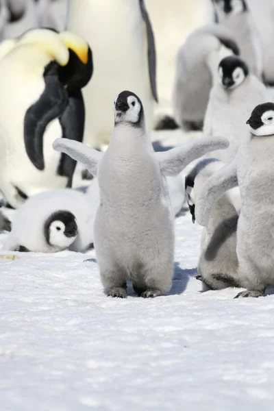 Emperor penguin — Stock Photo, Image
