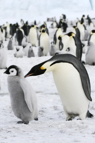 Císař penguins — Stock fotografie