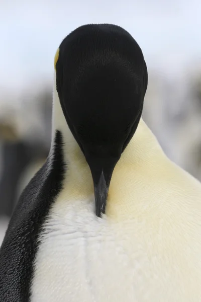 Detail tučňák císařský — Stock fotografie