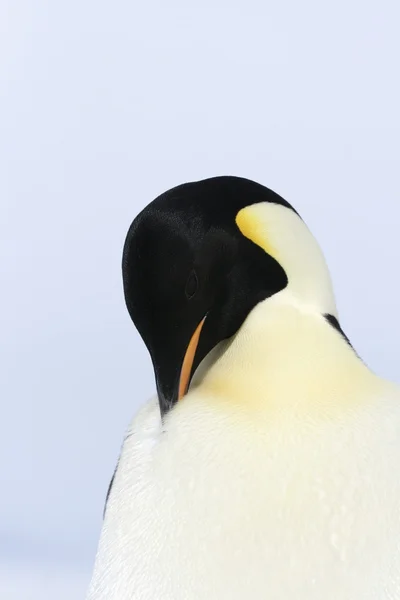 Primer plano de un pingüino emperador —  Fotos de Stock
