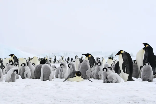 Császár pingvinek — Stock Fotó