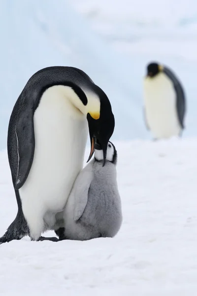 Pinguini imperatore — Foto Stock