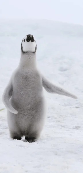 Emperador pingüino polluelo — Foto de Stock
