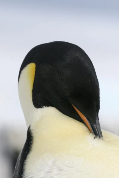 Primer plano de un pingüino emperador —  Fotos de Stock