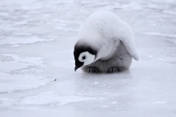 Keizer penguin chick — Stockfoto