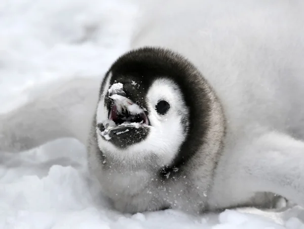 Primer plano de un pingüino emperador — Foto de Stock