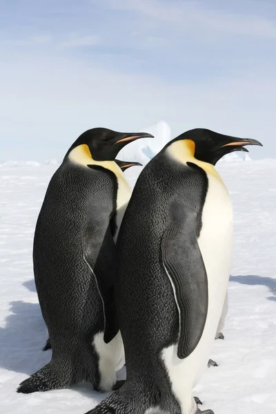 皇帝企鹅 — 图库照片