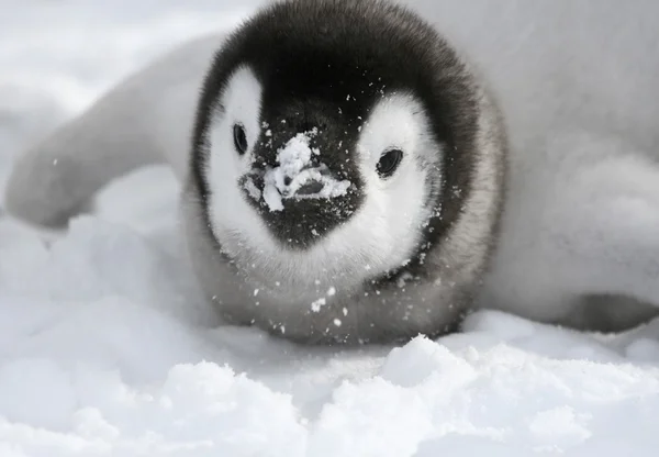 Primo piano di un pinguino imperatore — Foto Stock