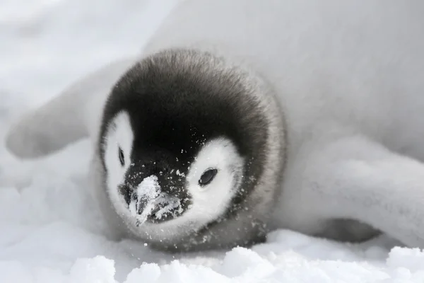 Primer plano de un pingüino emperador — Foto de Stock