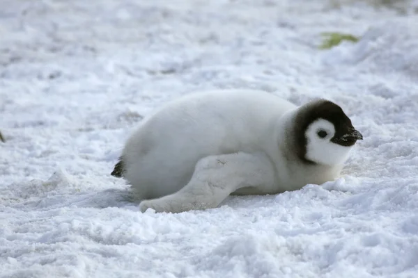 Pingwin Cesarski laska — Zdjęcie stockowe