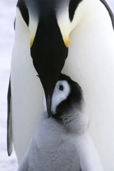 Empereur pingouins — Photo