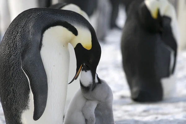 Keizer penguins — Stockfoto