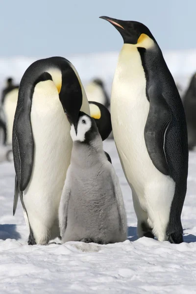皇帝企鹅 — 图库照片
