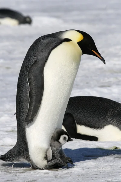 Kejsarpingviner — Stockfoto