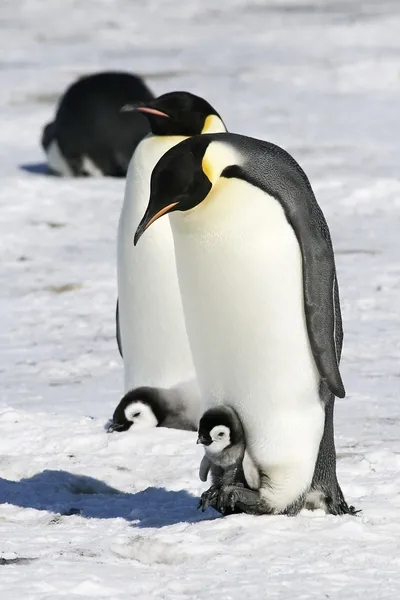 Пингвины-императоры — стоковое фото