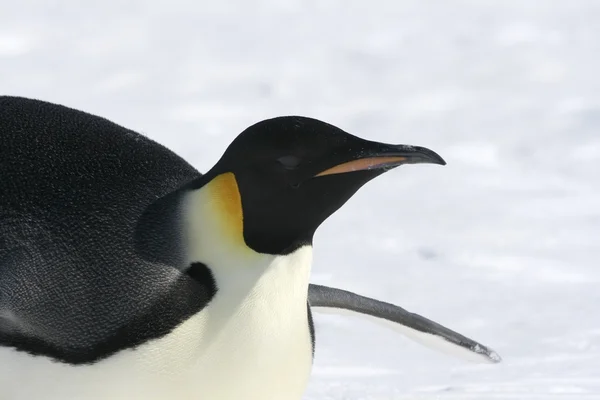 İmparator penguen Close-Up — Stok fotoğraf