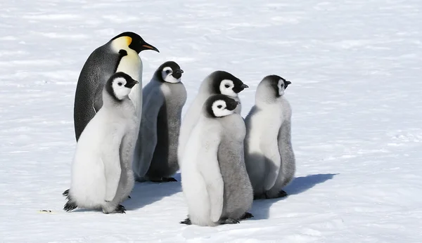 Пингвины-императоры — стоковое фото