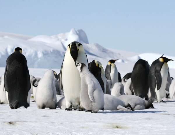 Пингвины-императоры
