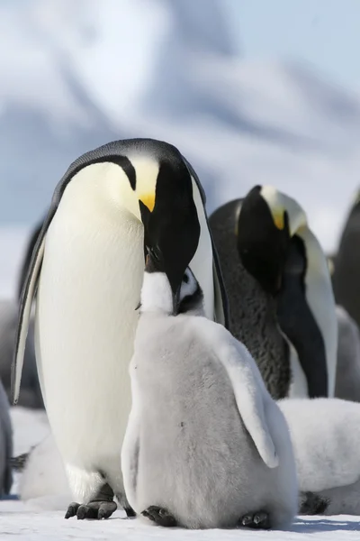 Császár pingvinek — Stock Fotó