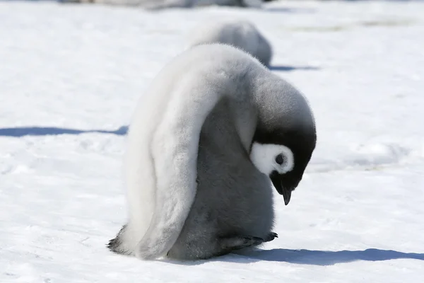 Імператорський пінгвін Чик — стокове фото
