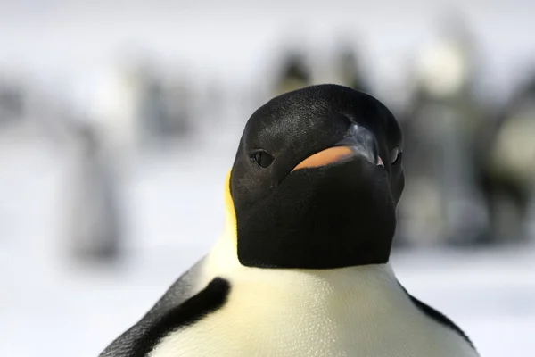 皇帝ペンギンのクローズ アップ — ストック写真