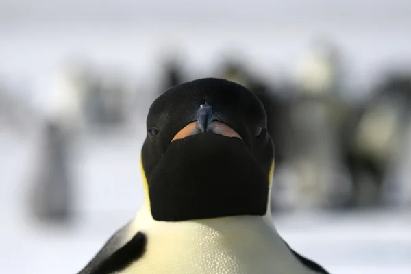 皇帝ペンギンのクローズ アップ — ストック写真