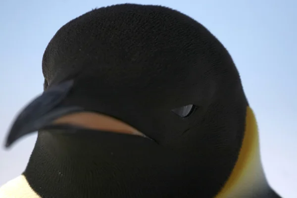 Крупный план императорского пингвина — стоковое фото