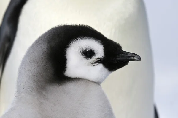 Close-up de um pinguim imperador — Fotografia de Stock