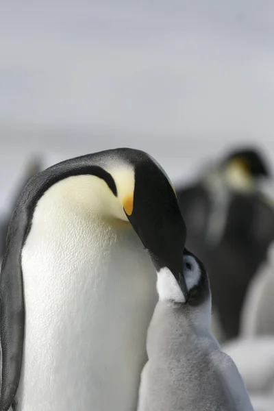 Pingwiny cesarza — Zdjęcie stockowe