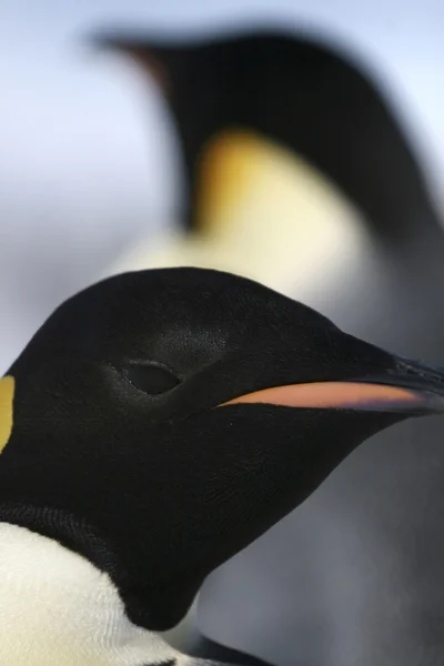 İmparator penguen Close-Up — Stok fotoğraf
