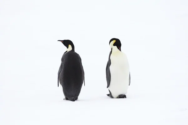 Pinguini imperatore Fotografia Stock