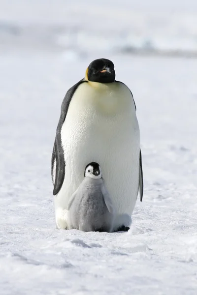 Імператорські пінгвіни Стокове Фото