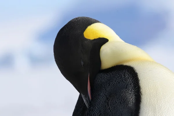 Primer plano de un pingüino emperador Fotos de stock libres de derechos