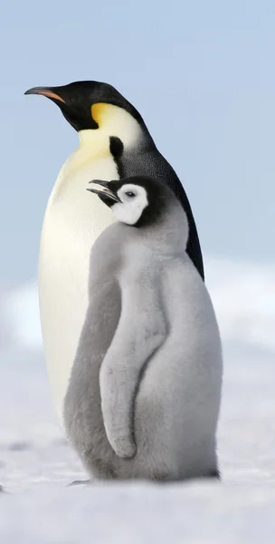 Pinguino imperatore Immagine Stock