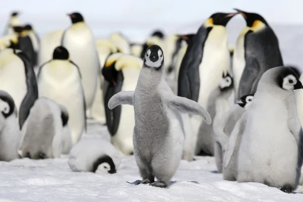 Keizer penguins Rechtenvrije Stockfoto's