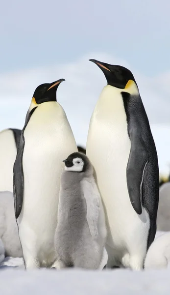 Keizer penguins Stockafbeelding