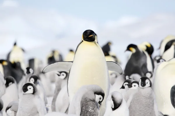 Pinguini imperatore Fotografia Stock