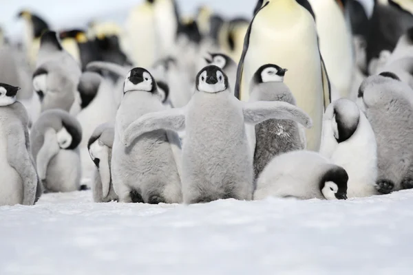 Emperador pingüino polluelo Imágenes de stock libres de derechos