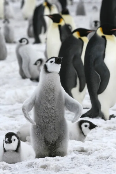 Pingvin császár. Stock Kép