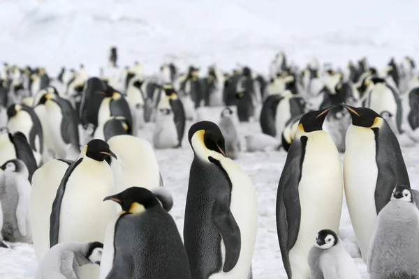 Császár pingvinek Stock Kép