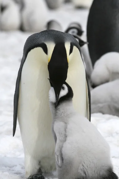 Pinguini imperatore Foto Stock Royalty Free