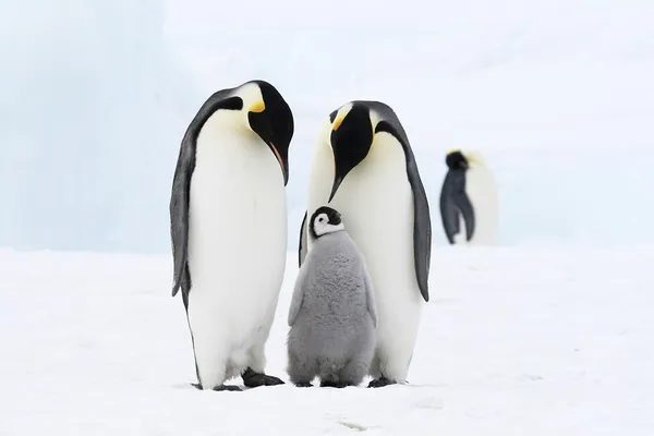 Οικογένεια πιγκουίνος αυτοκράτορα Φωτογραφία Αρχείου