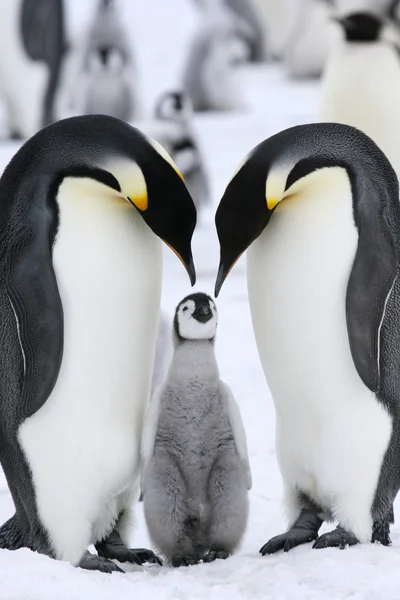 Pingüinos emperador Imágenes de stock libres de derechos