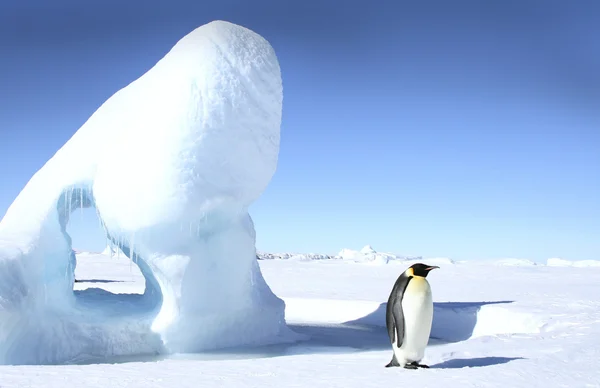Імператорський пінгвін Стокове Фото
