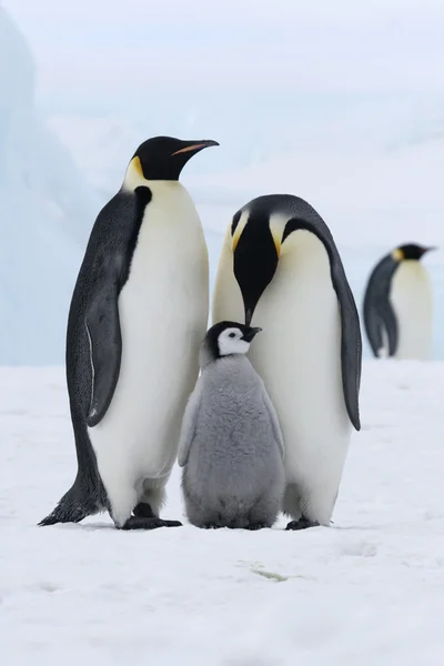 Pingüinos emperador Imagen de archivo