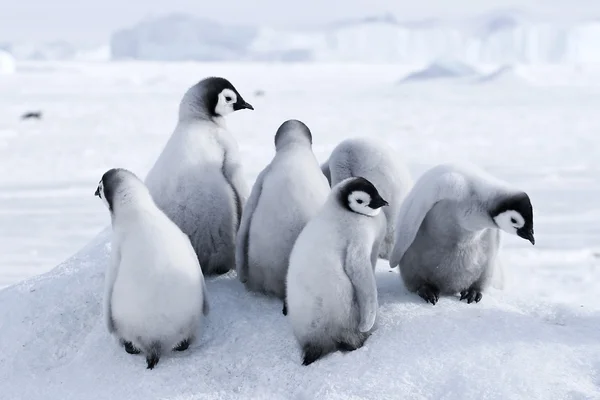 Pulcini pinguino imperatore Fotografia Stock