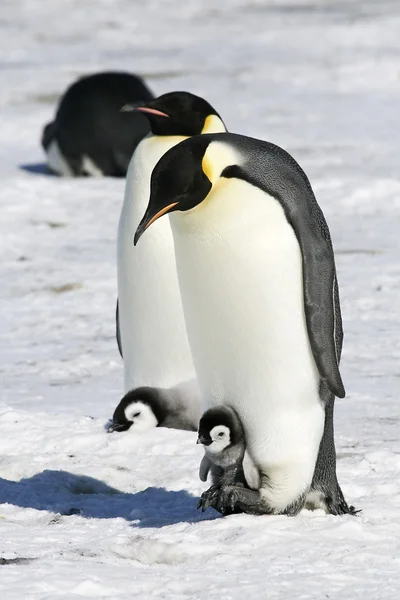 Імператорські пінгвіни Стокове Фото