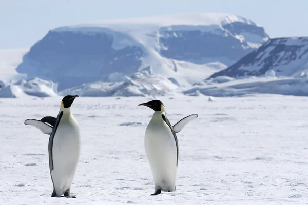 Pingüinos emperador Imágenes de stock libres de derechos