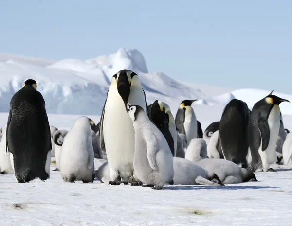 Emperor penguins Stock Photo